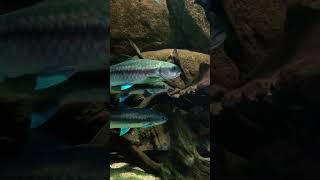 Blue Mahseer 藍吉羅魚 #Kelahbiru #kelah #mahseer