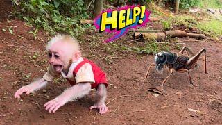 Funny, cute and smart moments of baby monkey Moon - Compilation video