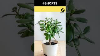 7 Plants That Attract Money Into Your Home And Office || Reporter Ji ||