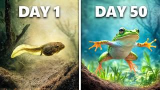 Raising Tadpoles to Frogs (50 Day Evolution)