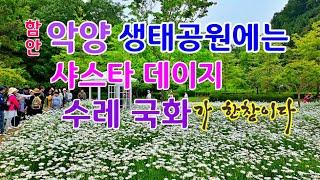 함안 악양 생태공원, 지금은 샤스타 데이지와 수레 국화가 절정이다