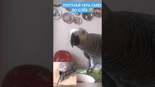ПОПУГАЙ ГЕРА СМЕХ ДО СЛЁЗ ЧАСТЬ 91 ПРОДОЛЖЕНИЕ В ПРОФИЛЕ 