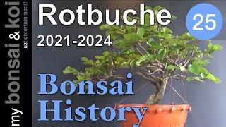 Bonsai History No 25   Rotbuche