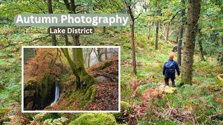 Autumn Photography in the Same Woodland Over a Month