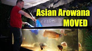 The king of DIY moves Asian Arowana so his 700G aquarium can become a planted fish tank