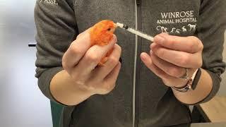 Bird Medication Demonstration - Winrose Animal Hospital