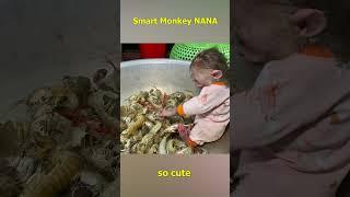 Monkey NANA bitten by crab #monkeyfamily #monkey #smartmonkey #monkeyvideo #shorts #monkeybaby