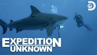 Josh Gates' Dangerous Dive with Sharks on Hunt for WWII Wreckage | Expedition Unknown | Discovery