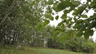 Swaying Trees in The Wind, Rumbling Leaves, Relaxing Wind