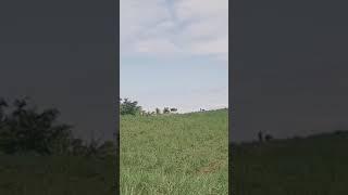#Relaxing Farm Video(Birds, Sounds) Sugarcane Farming#farmer
