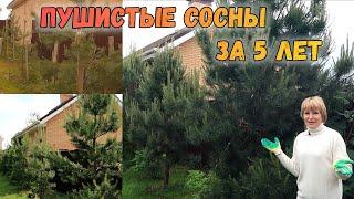 ПУШИСТЫЕ СОСНЫ ЗА 5 ЛЕТ | ФОРМИРОВАНИЕ КРОНЫ СОСНЫ ОБЫКНОВЕННОЙ | ОБРЕЗКА ЕЛИ ОБЫКНОВЕННОЙ