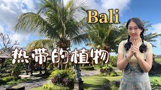 【Garden】Tropical plants | Fruit trees, flowers and plants in Bali 适合热带种的植物，巴厘岛的植物水果树和花