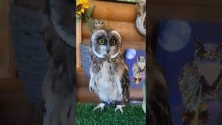 Что, где, когда? Всё интересно))) #сова #owl #owls #болотнаясова #музейсовушек #филосовия #афина