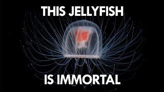 Jellyfish are the key to Immortality