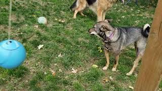 Ginzie ALMOST Figures Tetherball Out But Gallops Off With Sully Instead