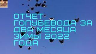 ОТЧЕТ ГОЛУБЕВОДА ЗА ДВА МЕСЯЦА ЗИМЫ 2022 ГОДА