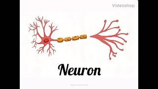 Neuron I The anatomy and physiology of Neuron and nerve in brief I nerve cell