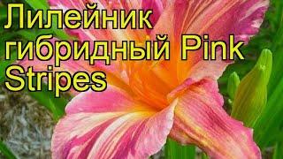 Лилейник гибридный Пинк Стрипс. Краткий обзор, описание характеристик hemerocallis Pink Stripes