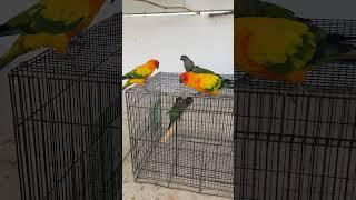 Adding New Crimson Bellied Conure in Open Aviary 