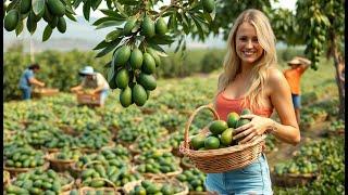 How to MILLIONS tonts of Avocado Plant &  Harvested |Agricultural Technology