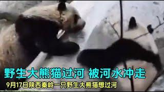 野生大熊猫在布满大石头的河道过河，河水湍急被冲走，最后成功上岸#大熊猫唐唐#panda #fubao