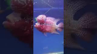 GOLDEN BASE FLOWERHORN FISH️‍🩹️‍🩹