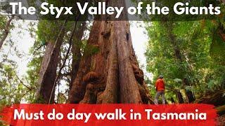 Tasmania's must visit place | Styx Tall Trees Conservation Area