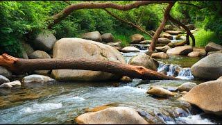 Get Lost In Dreamland With Soothing Forest River Sounds - Forest Stream and Relaxing River Sounds