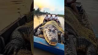 Рыбаки в шоке! Пойманный огромный крокодил убежал #fishing