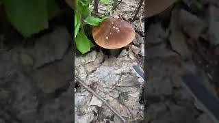#грибная рыбалка