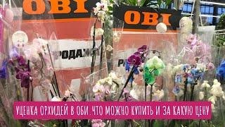 Уценка орхидей в ОБИ. Что можно купить и за какую цену