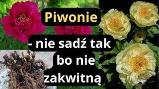 Dlaczego PIWONIA nie kwitnie- błędy przy sadzeniu piwonii w ogrodzie, dzielenie karpy piwonii