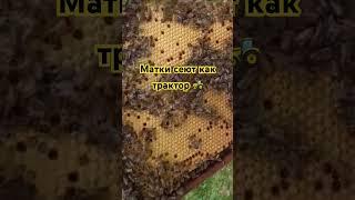 Матки сеют как трактор. kaiga.ru/bee