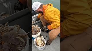 Math While Crabbing Is EASY!!??!! #fishing