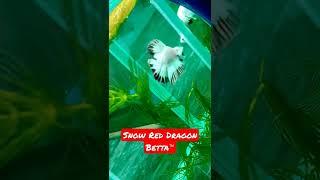 Snow Red Dragon Betta™