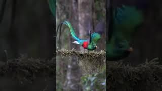 A Rare Glimpse of Male Quetzal's Flight