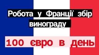 РОБОТА У ФРАНЦІЇ ЗБІР ВИНОГРАДУ 100 ЄВРО В ДЕНЬ 066-96-01-466 ВАЙБЕР