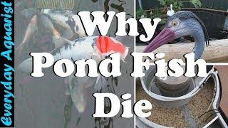 3 Reasons Pond Fish Die | Goldfish & Koi