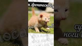 Мемы тут #приколы #мемы #мем #школа #троллинг  #лютыеприколы