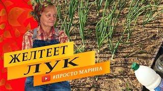 Желтеет лук на грядке, почему и как...