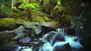 4K UHD Gentle Forest Stream Sounds | Soothing Sleep & Screensaver Ambience