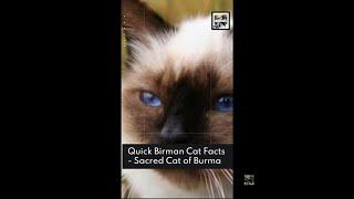 4 Quick Birman Cat Facts - Sacred Cat of Burma - Animal a Day #shorts