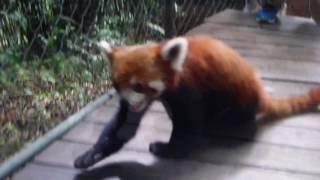 Red Panda / Pandka Ruda