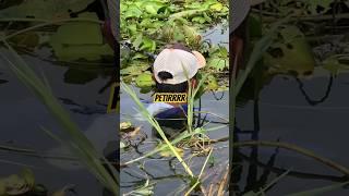 Petirr #mancing #petualang #pusanggala #fishing