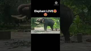 Elephant Dancing #happyelephant #elephantdance #forestelephant Full video in description