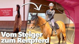 Von Steiger zum Kumpelpferd ️ Amira aus der Pferdeklappe 