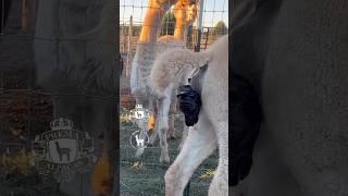 Amazing Alpaca Baby Birth!  #alpaca #babyanimal #farm