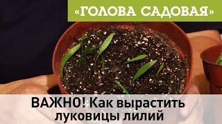 Голова садовая - ВАЖНО! Как вырастить  луковицы лилий