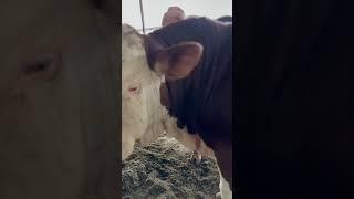 #simmental #cow #lifeisbutadream #buxoro #farming #whowillbemylifepartnerta