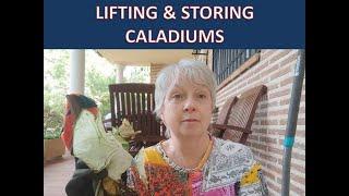 LIFTING AND STORING CALADIUMS